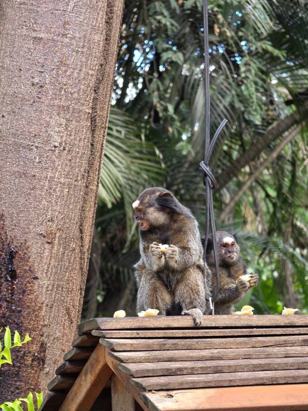 Saguis comendo frutas