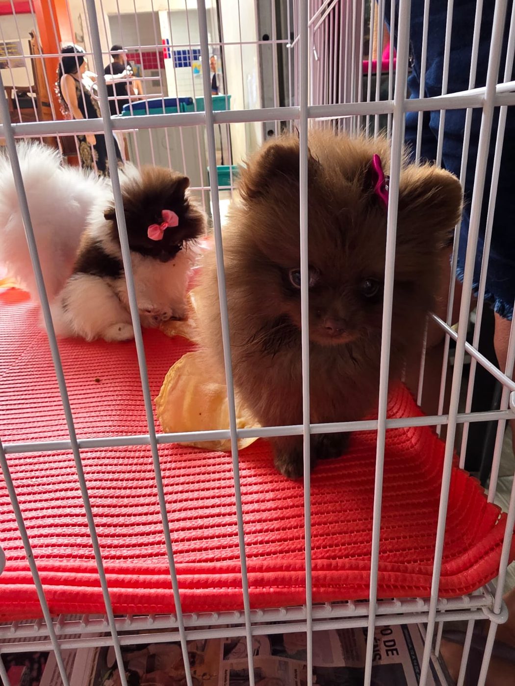 Filhotes no petshop