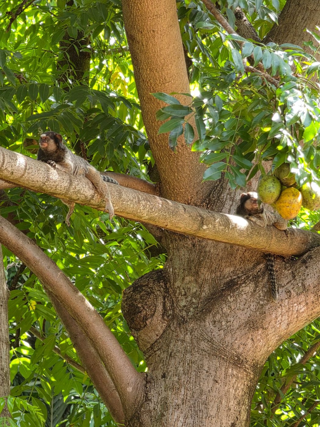 Saguis em um galho de árvore